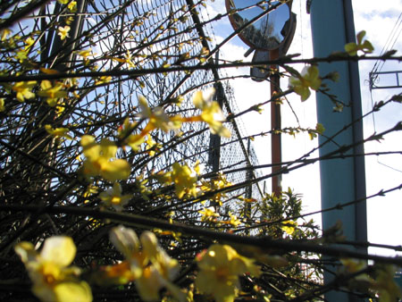 春の光に隆盛たる　フェンス貫き咲き誇る