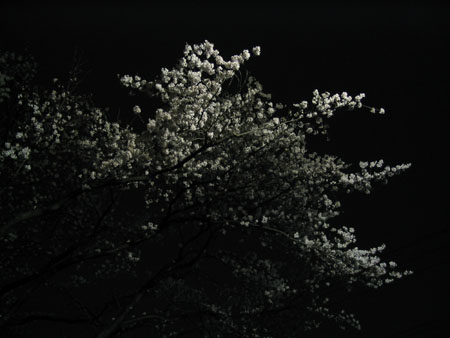 艶なりや　夜の桜花